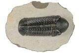 Detailed Reedops Trilobite - Atchana, Morocco #189837-1